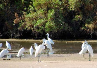 Riparian Reserve at Water Ranch