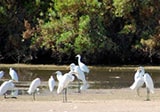 Riparian Reserve at Water Ranch
